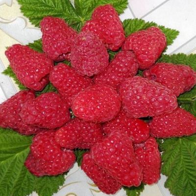 Сладкая в Рогачеве