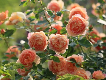 Руководство по розам: виды, уход и как выбрать саженцы