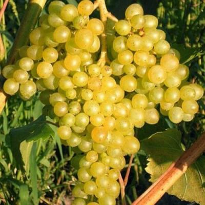 Желтый в Рогачеве