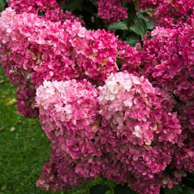 Фрайз в Рогачеве