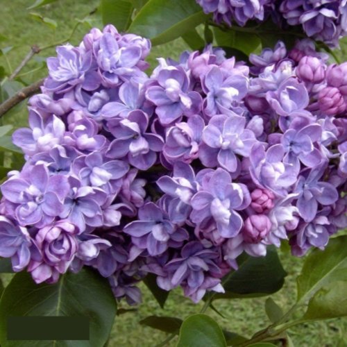 Сирень АМИ ШОТТ в Рогачеве