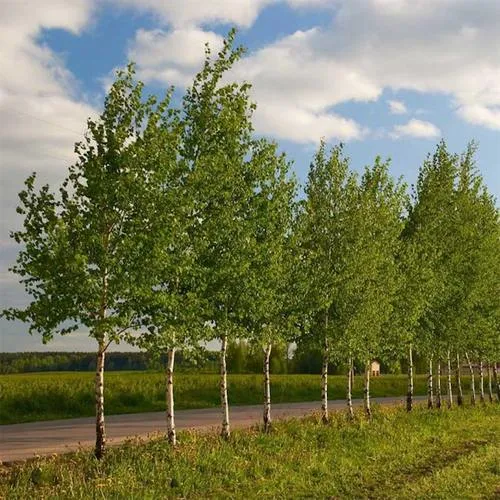 Береза обыкновенная в Рогачеве