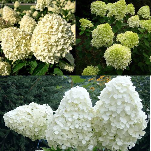 Комплект НЕЖНЫЙ КАПУЧИНО в Рогачеве