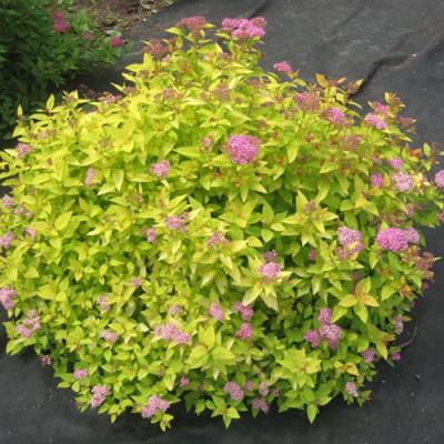 Голден в Рогачеве