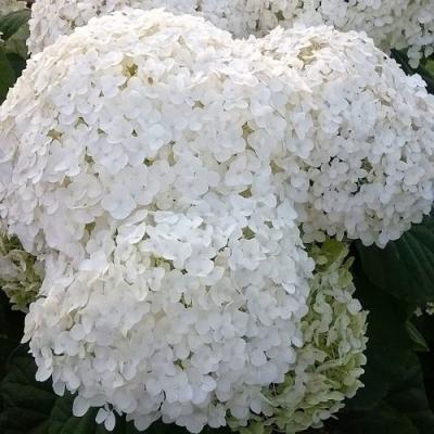 Белая в Рогачеве