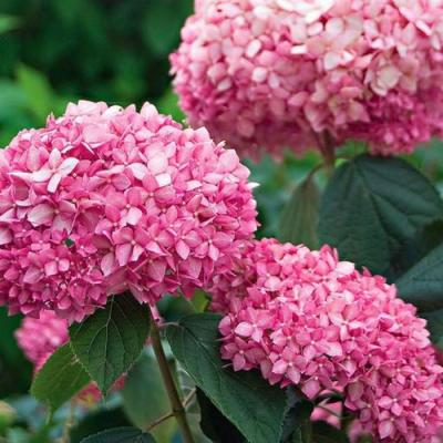 Розовая в Рогачеве