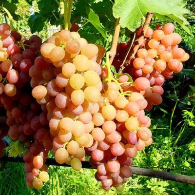 Сладкий в Рогачеве