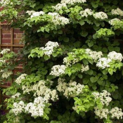 Черешковая в Рогачеве