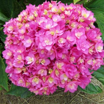 Ремонтантная в Рогачеве