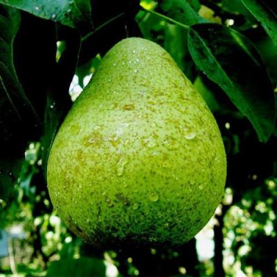 Зеленая в Рогачеве