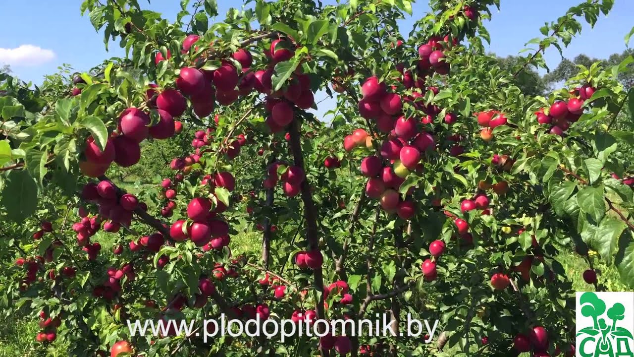 Превью видео