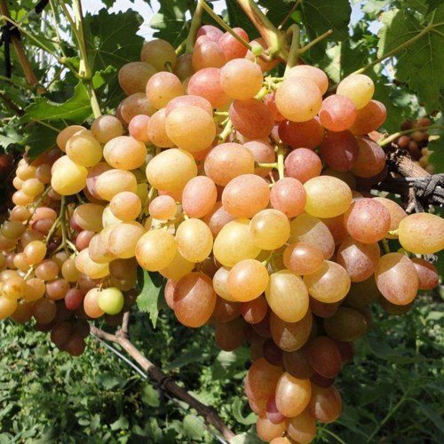 виноград Хамелеон