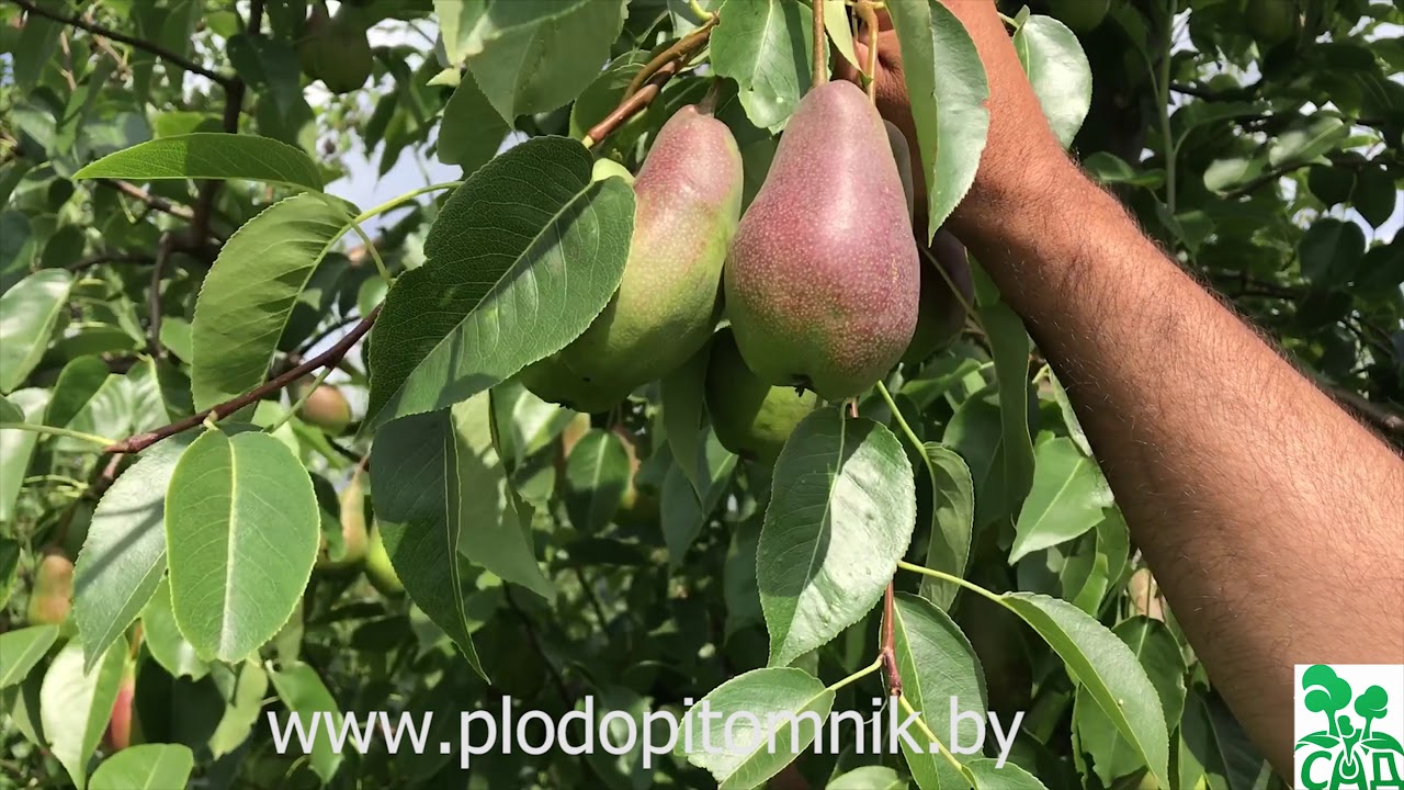 Превью видео