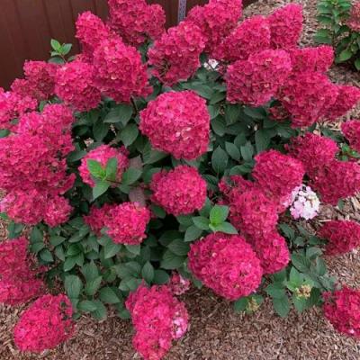 Красная в Рогачеве