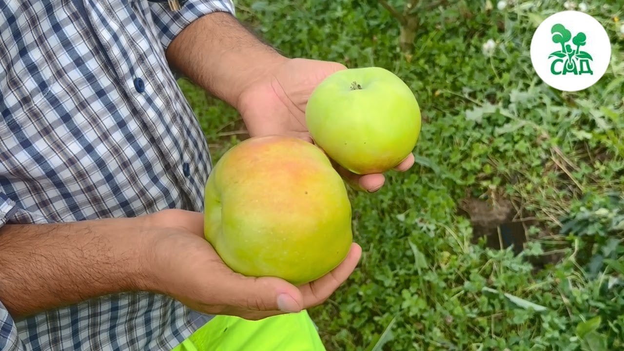 Превью видео