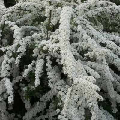 Серая в Рогачеве