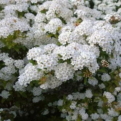 Белая в Рогачеве