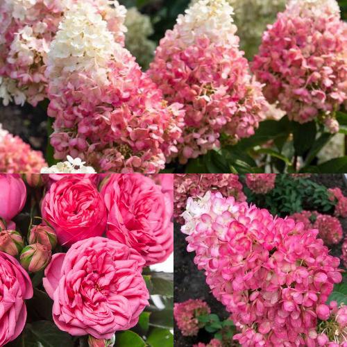 Комплект МАЛИНОВЫЙ ДЕСЕРТ в Рогачеве