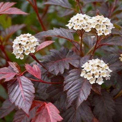 Бордовый в Рогачеве