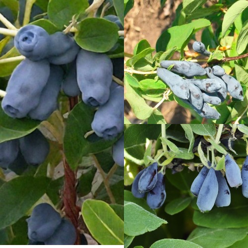 Комплект СЕВЕРНЫЕ ВИТАМИНЫ в Рогачеве