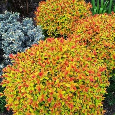 Низкорослая в Рогачеве