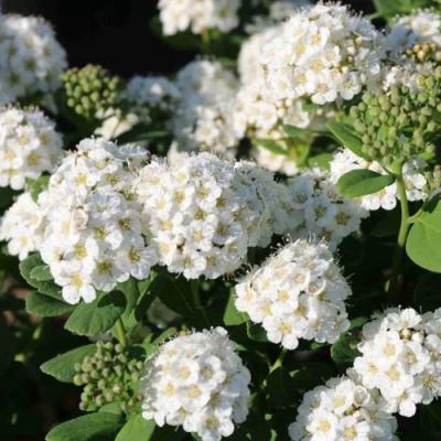 Березолистная в Рогачеве