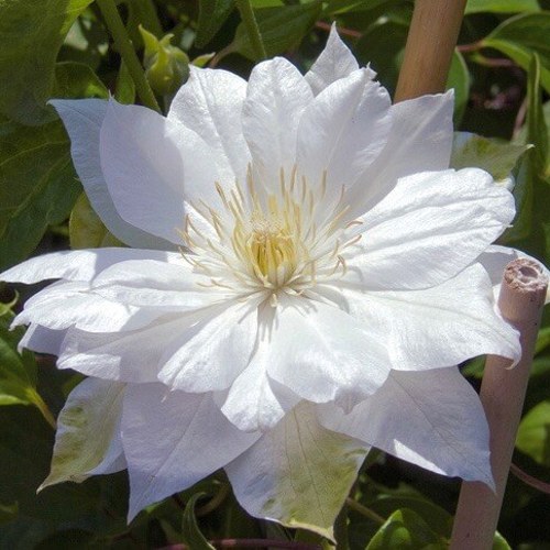 Клематис ДАЧЕСС ОФ ЭДИНБУРГ в Рогачеве