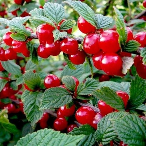 Вишня ВОСТОРГ войлочная в Рогачеве