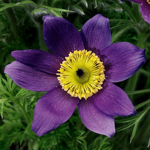 Прострел ПИНВИЛ БЛЮ ШЕЙДЕС в Рогачеве