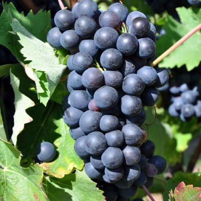 Круглый в Рогачеве