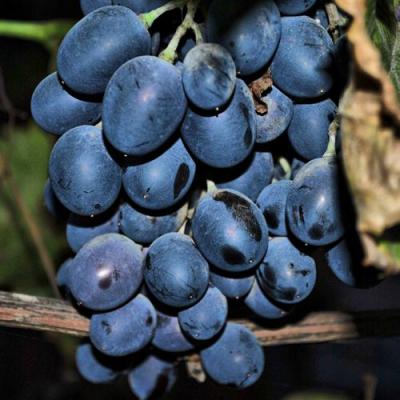 Синий в Рогачеве