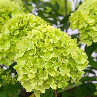 Зеленая в Рогачеве