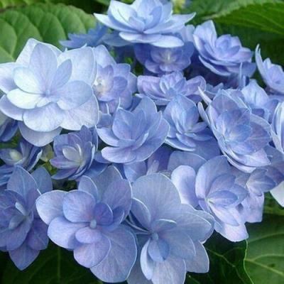 Голубая в Рогачеве