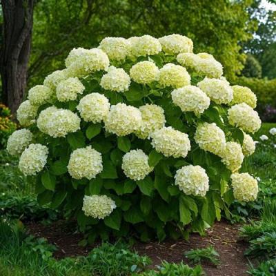 Большие (высокие) в Рогачеве