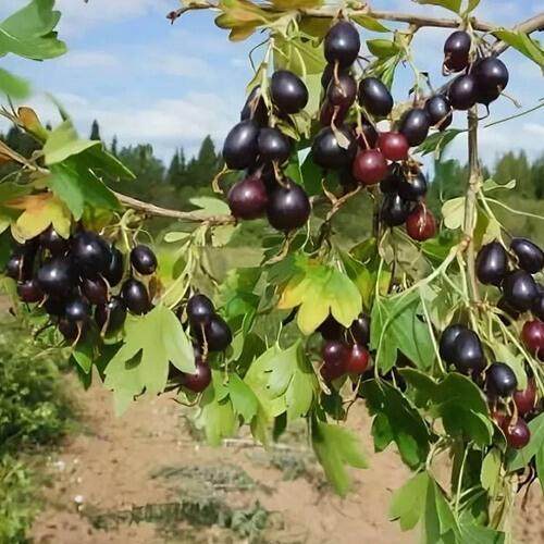 Смородина золотистая ЛЕВУШКА в Рогачеве