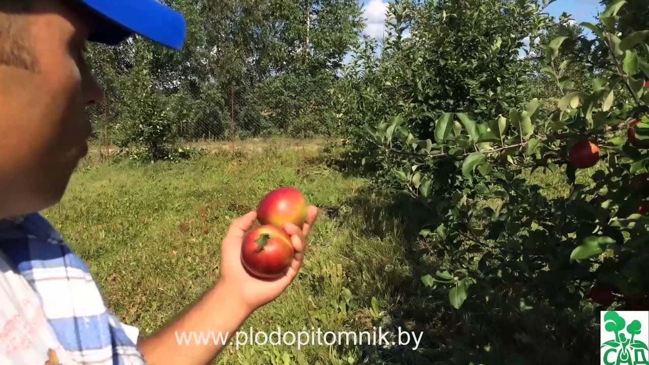 Превью видео