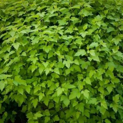 Зеленый в Рогачеве