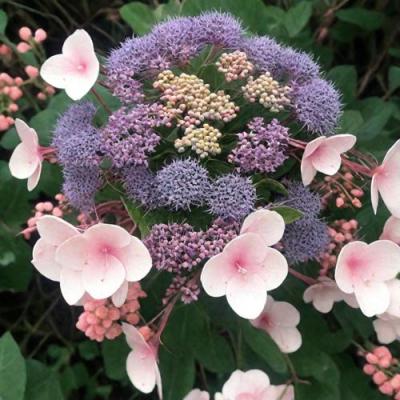 Шершавая в Рогачеве