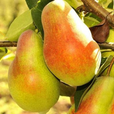 Красавица в Рогачеве