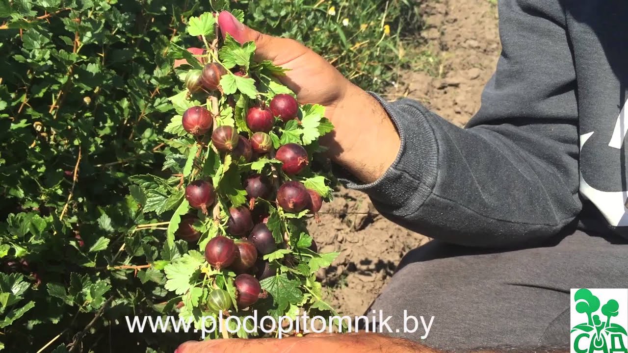 Превью видео