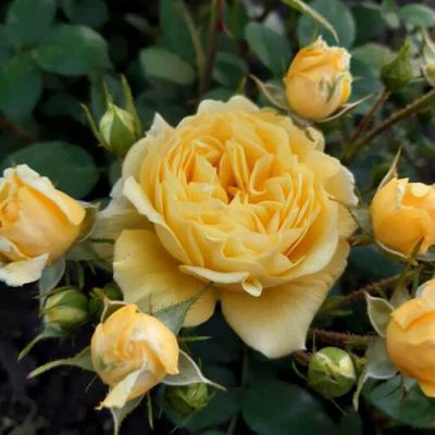 Роза флорибунда в Рогачеве