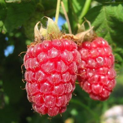 Крупная в Рогачеве