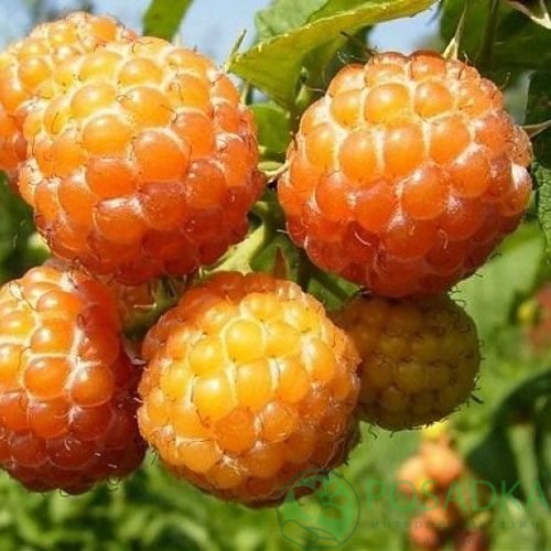 Малина КУМБЕРЛЕНД желтая в Рогачеве