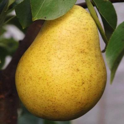 Крупная в Рогачеве