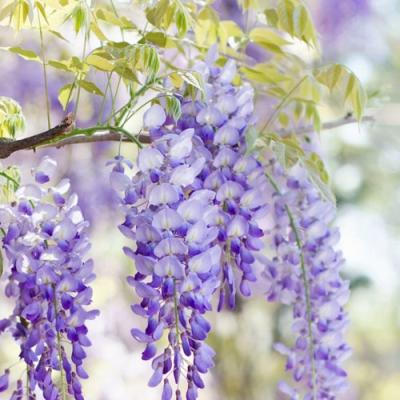 Глициния в Рогачеве