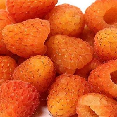 Оранжевая в Рогачеве