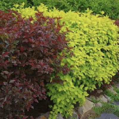 Калинолистный в Рогачеве