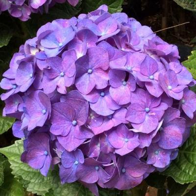 Фиолетовая в Рогачеве