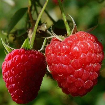 Кустовая в Рогачеве