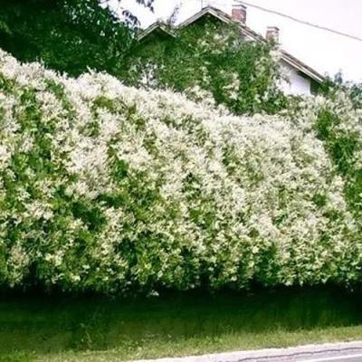 Фаллопия в Рогачеве